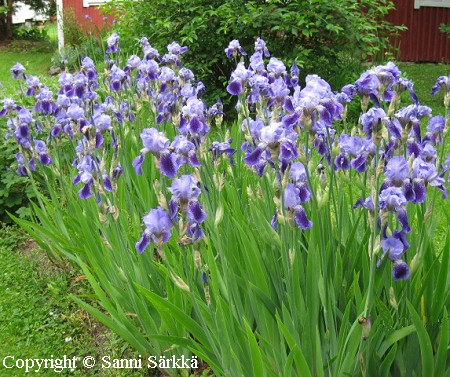 Iris Germanica-Ryhmä